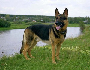 מה אומרים בעלי רועים גרמניים ביקורות על בעלי רועים גרמניים