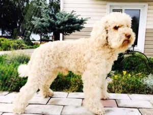 גזע הלברדודל מוגדר כעת בבירור.