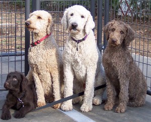 גור לברדודל אוסטרלי