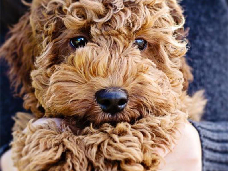 המראה של כלב לברדודל