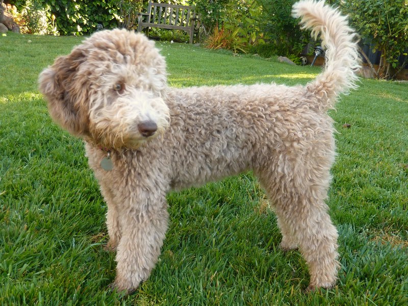 איך לטפל בלברדודל