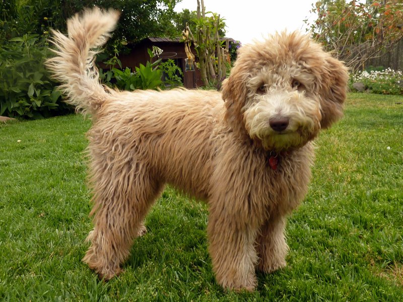 גורי לברדודל