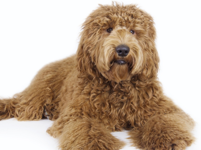 לברדודל - הכלאה בין לברדור לפודל