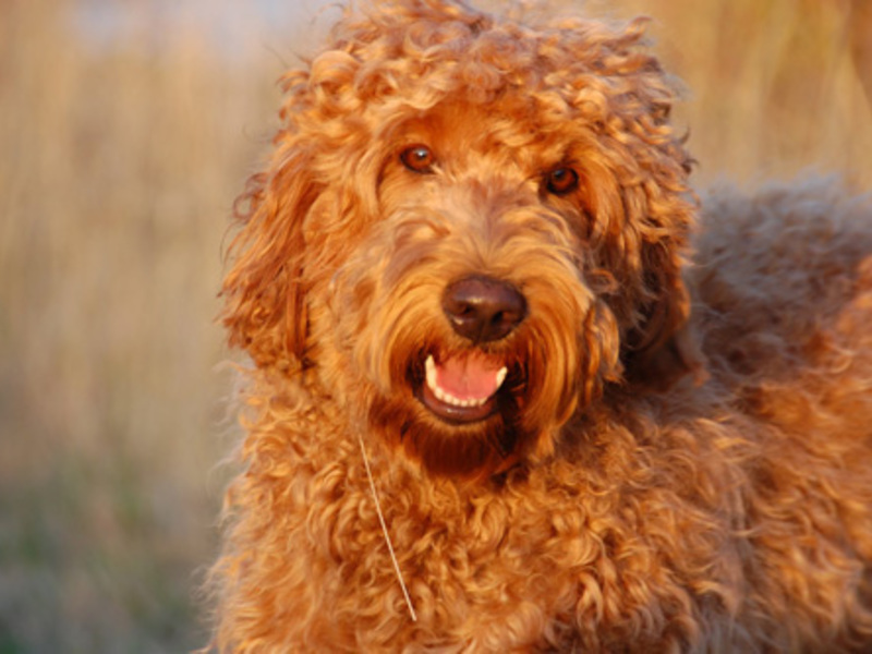 התנהגות כלב לברדודל