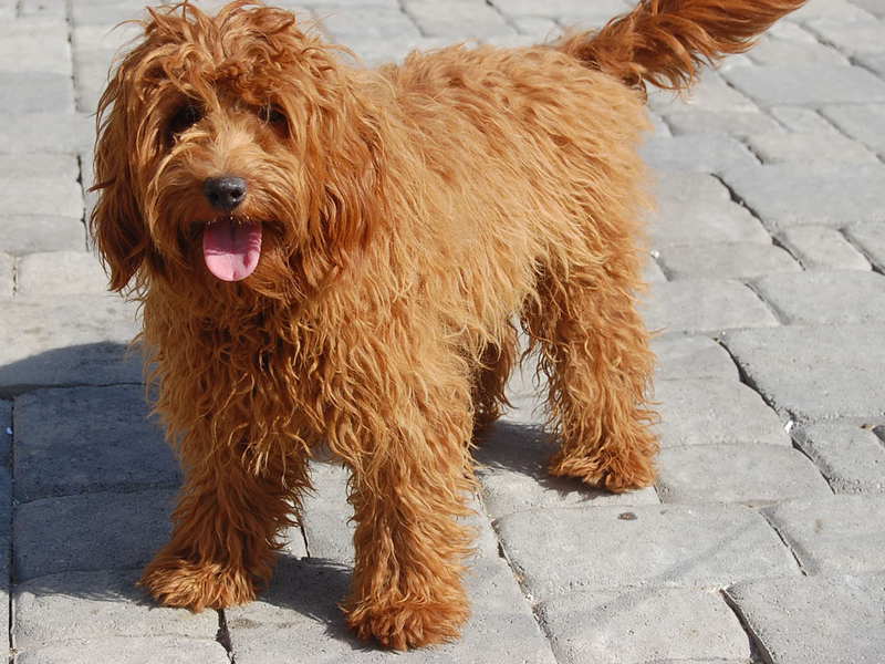 איך נראה כלב לברדודל?