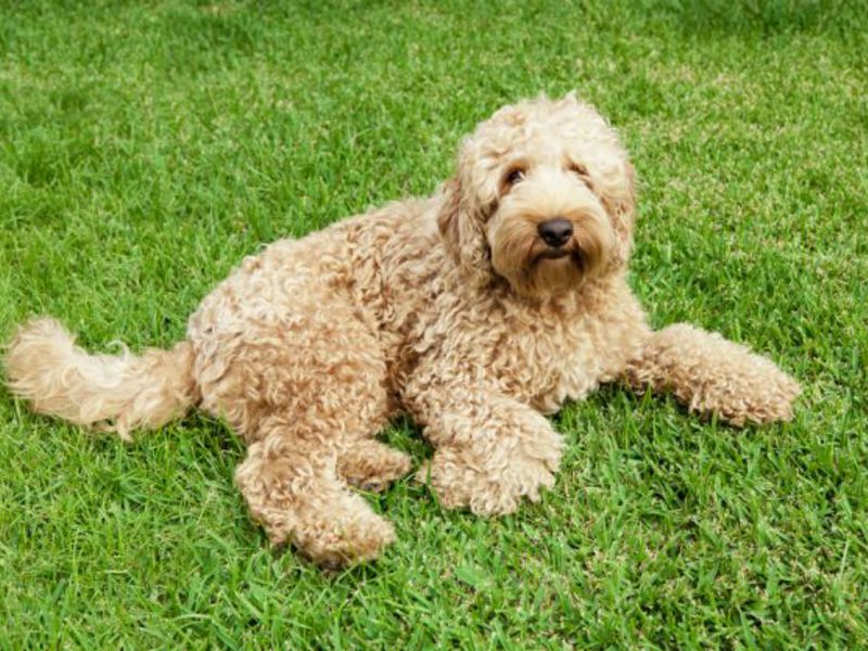 תיאור גזע הלברדודל