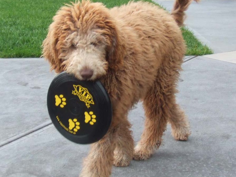 איך להאכיל כלבי לברדודל