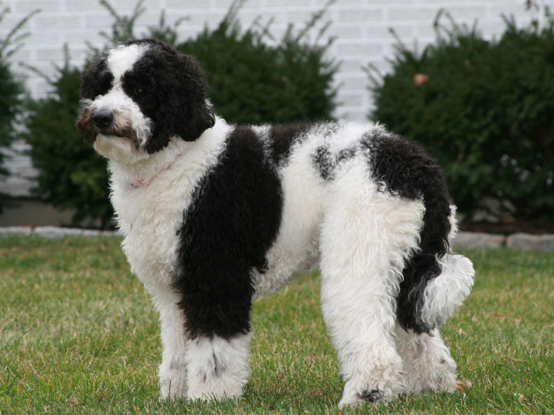 לברדודל - הכלאה בין לברדור לפודל