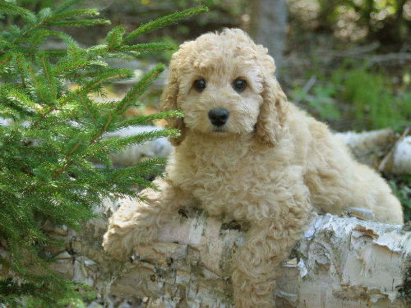 מה אוכלים כלבי לברדודל?
