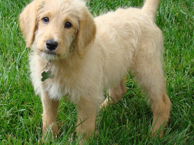 הטמפרמנט של לברדודל