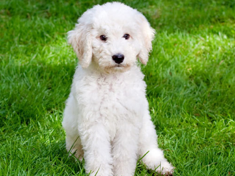 לברדודל - הכלאה בין לברדור לפודל