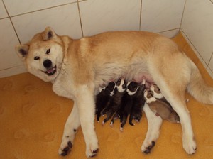 אקיטה אינו יפני