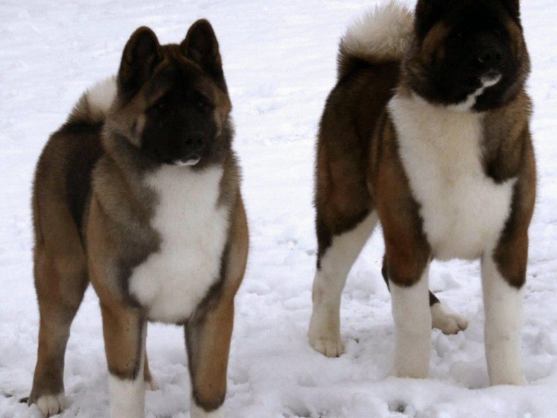 אקיטה אינו יפני