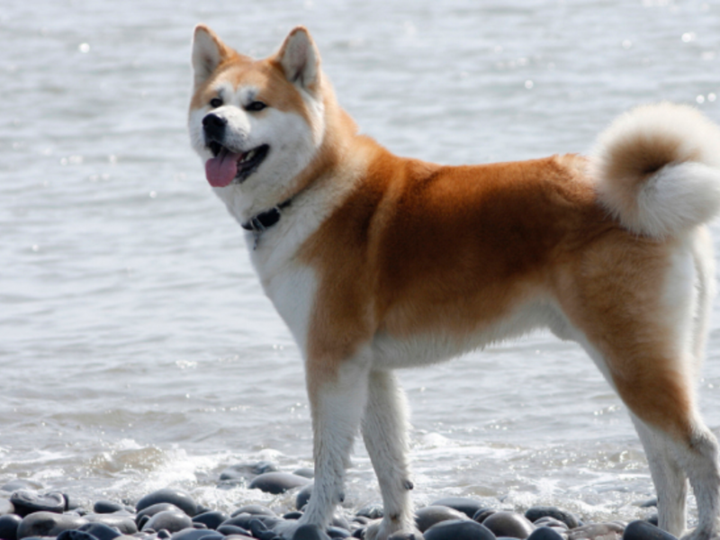 אילוף כלבים אקיטה אנו