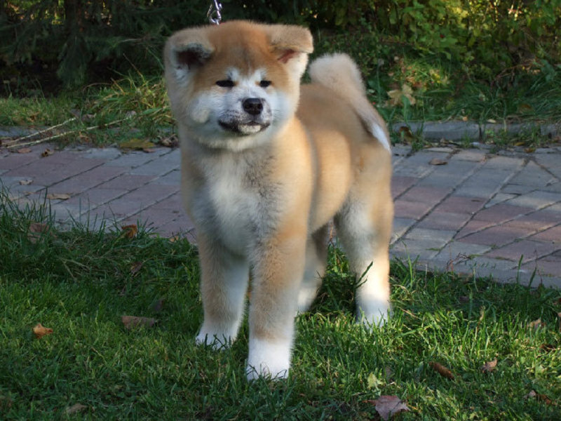 אקיטה אינו יפני