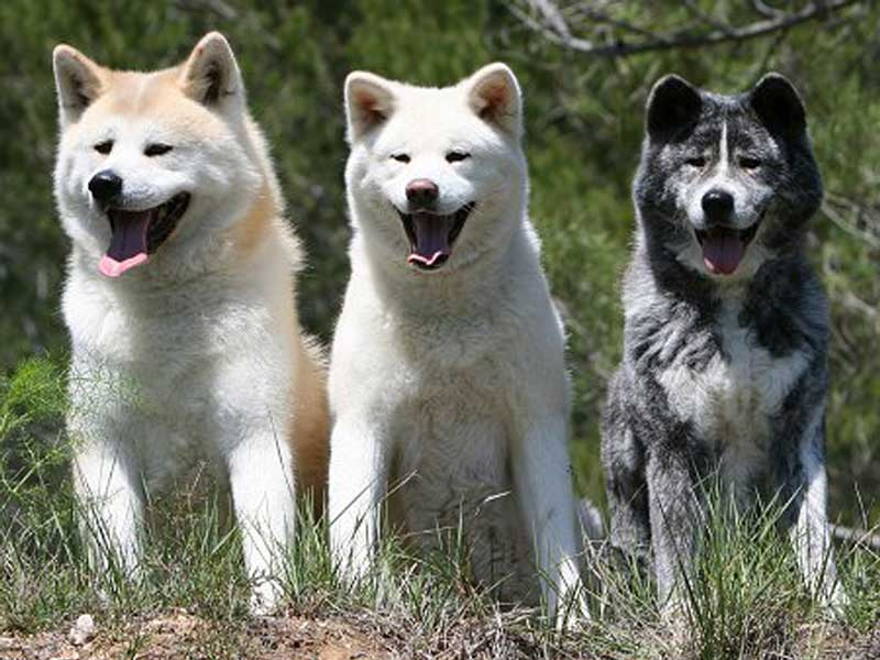 אישיות הכלב אקיטה אנו