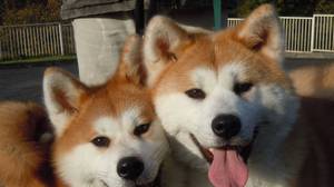 גורי אקיטה אינו: מאפייני גזע ומחירים ממוצעים