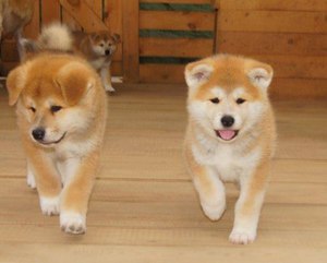 אילוף כלבים אקיטה