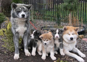 איך לטפל בגורי אקיטה אנו הנחיות טיפול באקיטה אנו