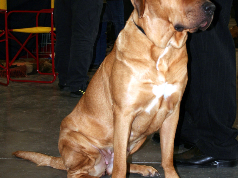 כלבי קרב גזע כלבים לחימה