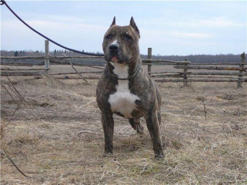 אילוף כלבים גדולים דמותו של כלב קרב