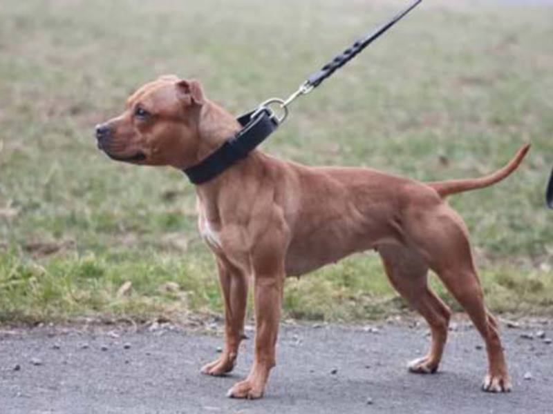 גזעי כלבי לחימה כלבי קרב