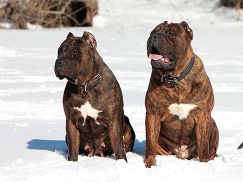 על כלבי קרב כלבי קרב