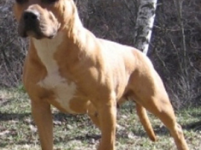 כלבי קרב מאפייני כלבי קרב