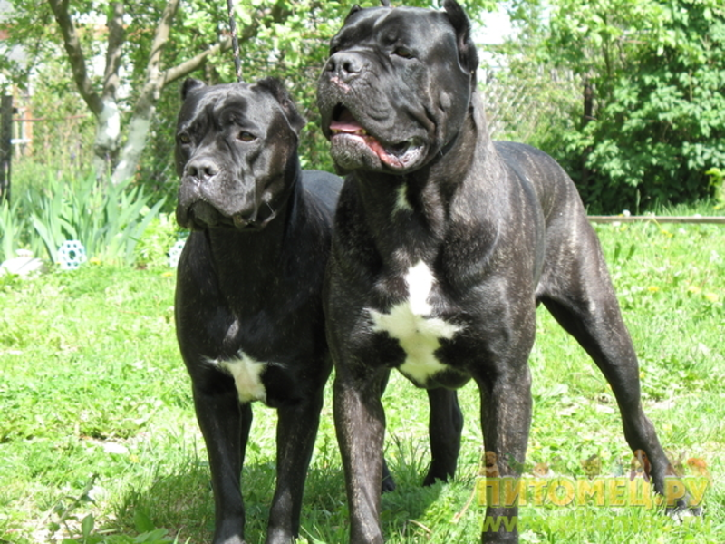 אילוף כלבים כלבי קרב