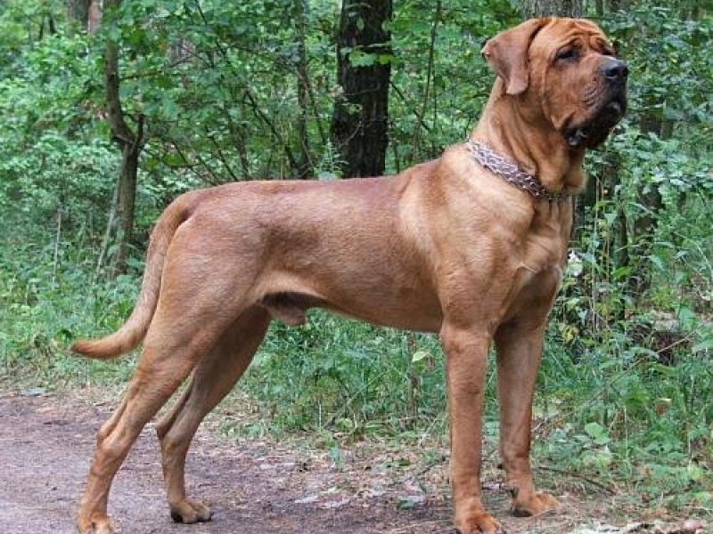 כלבי קרב גדולים תיאור הגזע הגדול