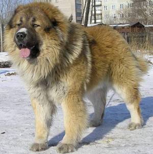 כלב רועים קווקזי כלב רועים קווקזי גדול