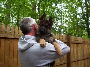 בחירת כלב לבית פרטי