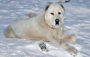 גזע כלבים - אלבאי