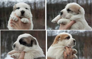 גורי אלבאי מקסימים אפילו עבור אלה שלא אוהבים כלבים.