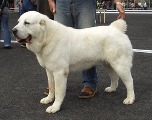 תנוחתו של אלבאי בוגר מוצגת בתמונה.