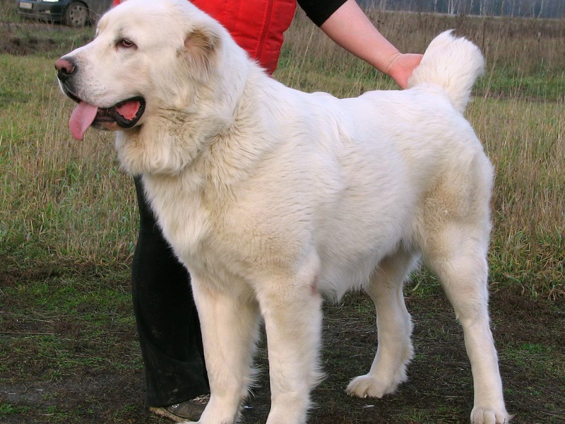 אלבאי לבן בוגר איך נראה כלב רועים מרכז אסייתי?