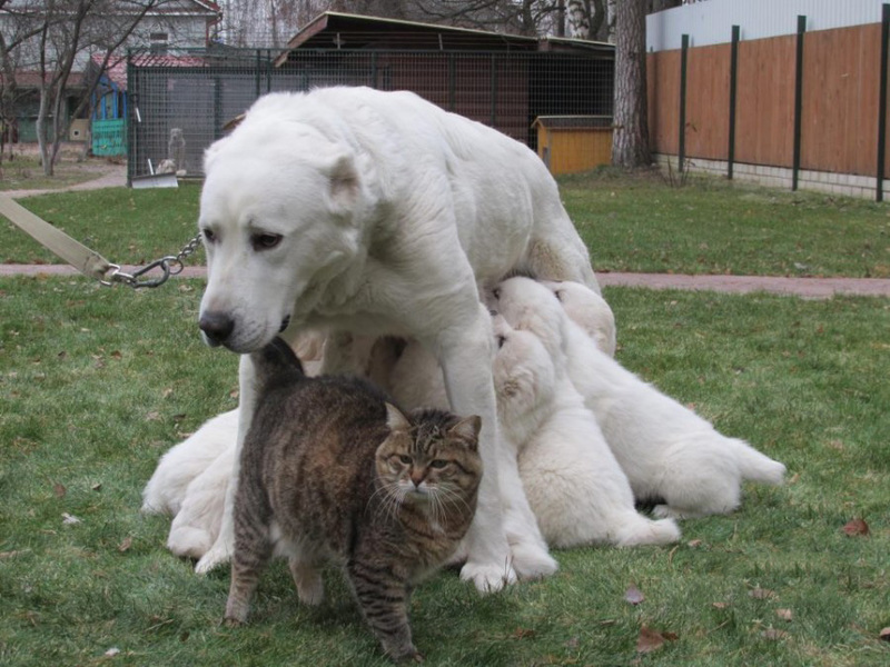 אלבאי עם גורים - תמונה יפה אלבאי הם הורים נפלאים לגורים שלהם.