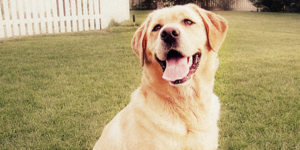 הכל על לברדור רטריבר