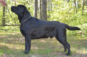 צבע לברדור רטריבר אילו צבעים יש בכלבי לברדור?