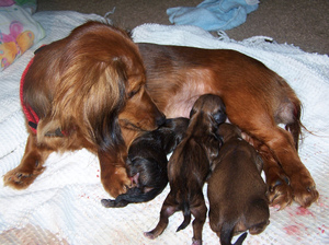 כמה חודשים כלב נושא את גוזליו? כמה זמן כלבה בהריון?