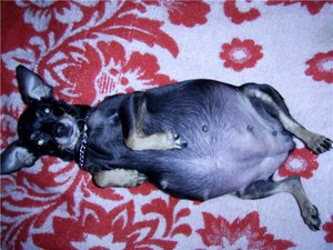 איך כלבים מתמודדים עם הריון? משך ההיריון