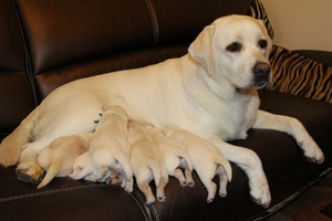מה הכוונה בהריון כוזב? איך להבין לגבי הריון כוזב