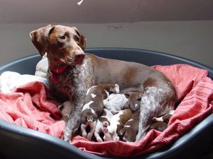 איך כלבה יולדת? לידה אצל כלבים