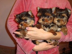 דברים שבעלי כלבים צריכים לדעת משך ההיריון בכלבים