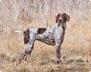 תמונות של כלבי ציד מגזעים שונים