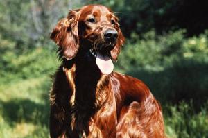 אילוף כלב ציד