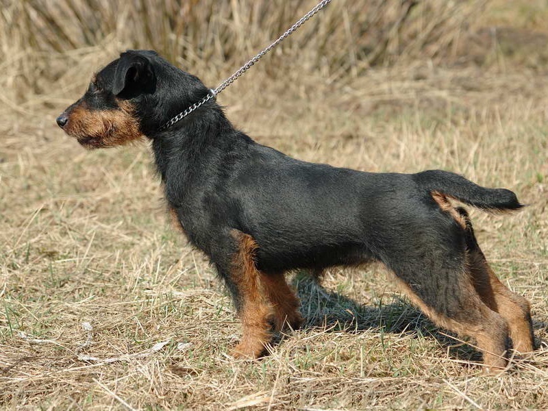 כלבי ציד מצביעים אילוף כלב ציד