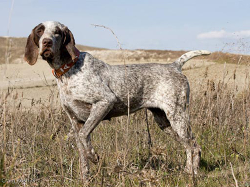 תמונות של כלבי ציד גזעי כלבי ציד