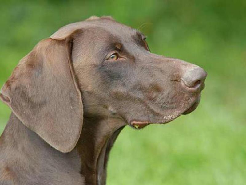 איך לאלף כלב ציד גזעי כלבי ציד ברווזים