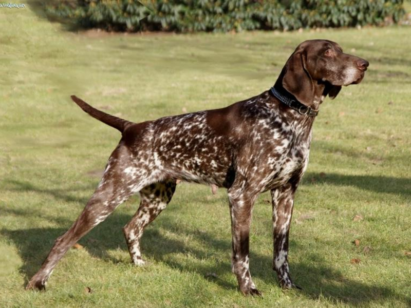 דוגמאות לכלבי ציד מגזעים שונים תמונות של כלבי ציד מגזעים שונים